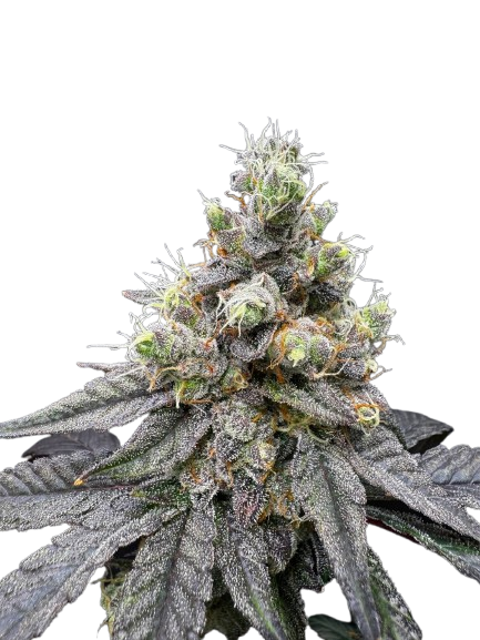 Zozay - Hanfsteckling