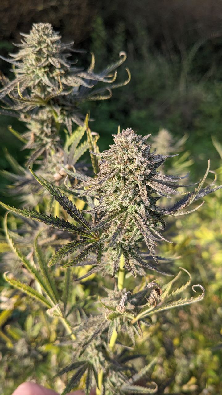 Cocoa Pebbles CBD - Hanfsteckling