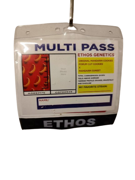 All the sauces R1 (Original Zkittlez x the Wrank) - ETHOS Genetics (Multipass Exclusive) - 5 feminized Seeds