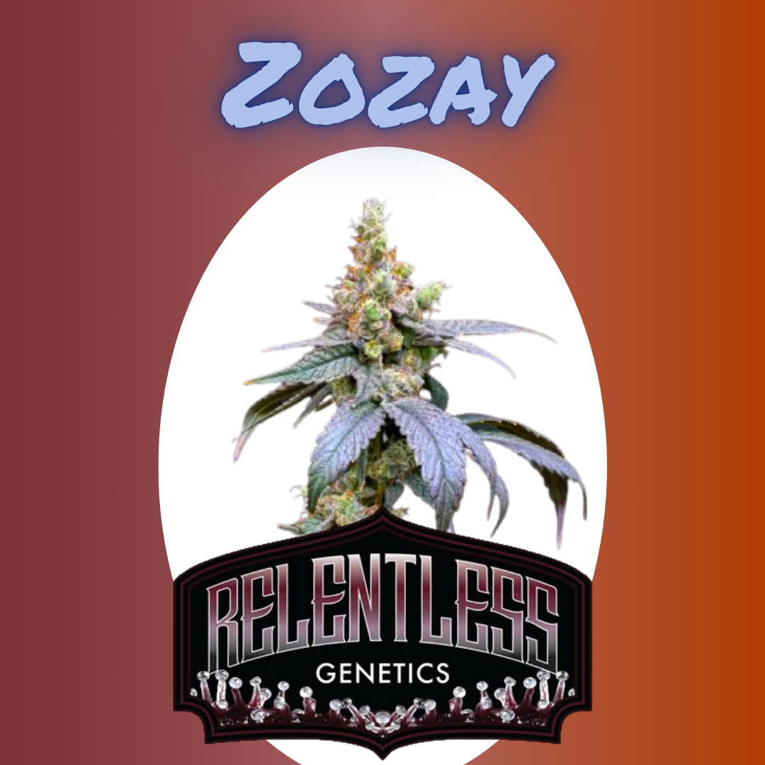 Zozay - Hanfsteckling