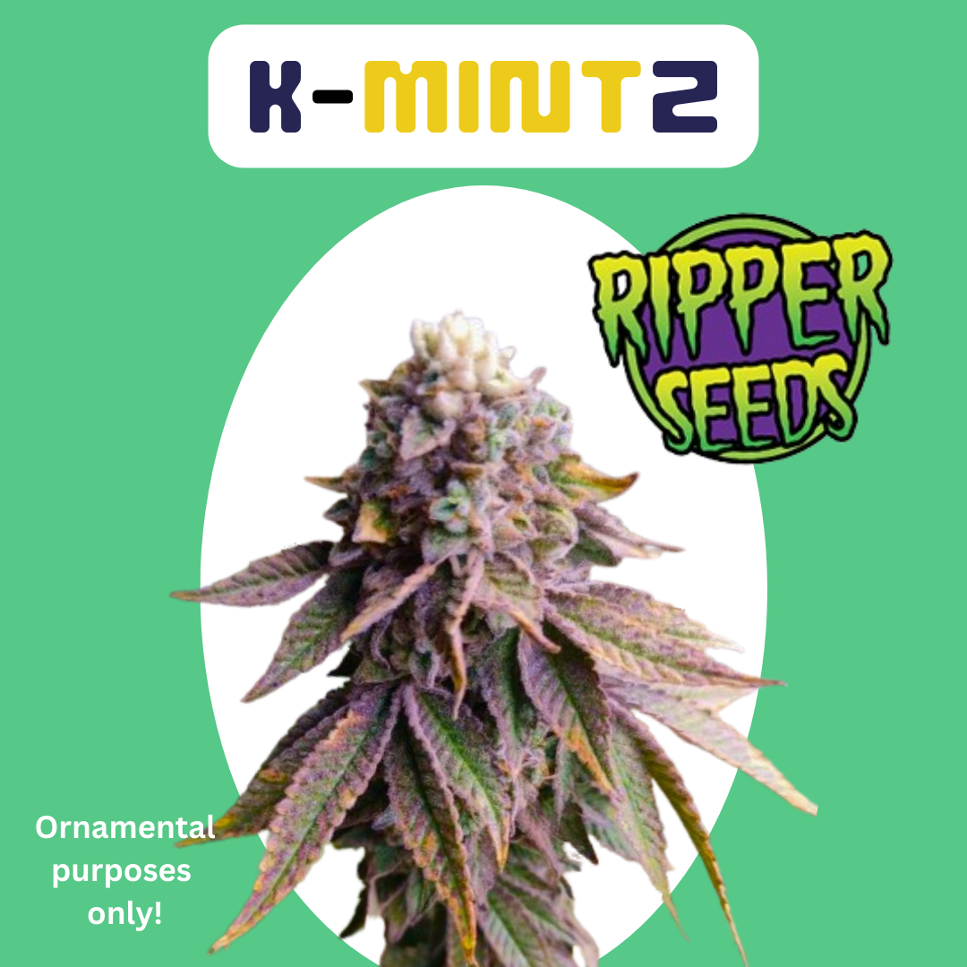 Weedeoman-Box #2: Bubba Diesel / KMintZ