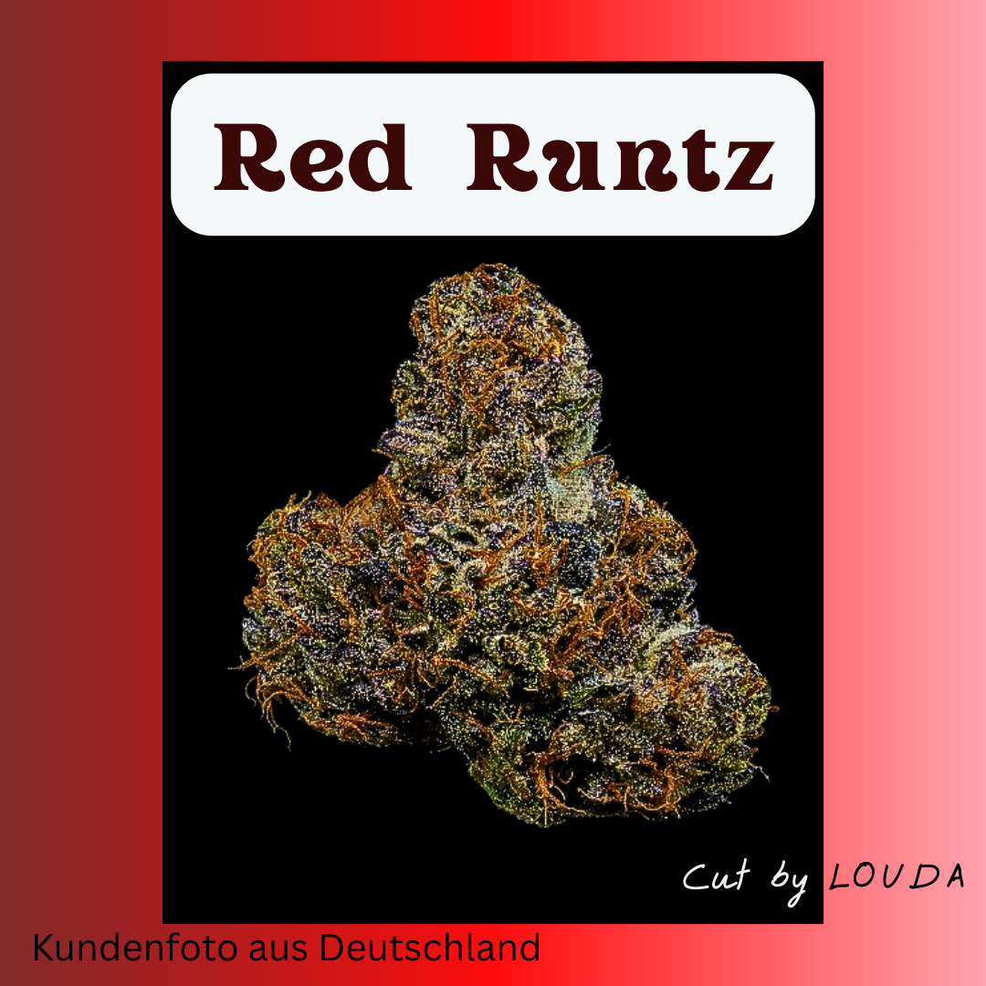 Red Runtz (LOUDA CUT) - Hanfsteckling