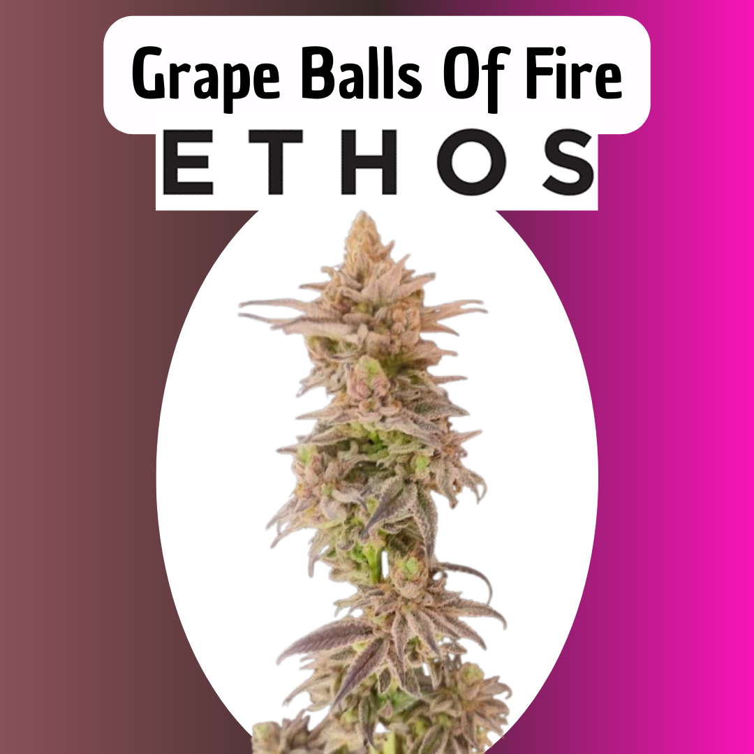 Grape Balls Of Fire RBX - Hanfsteckling
