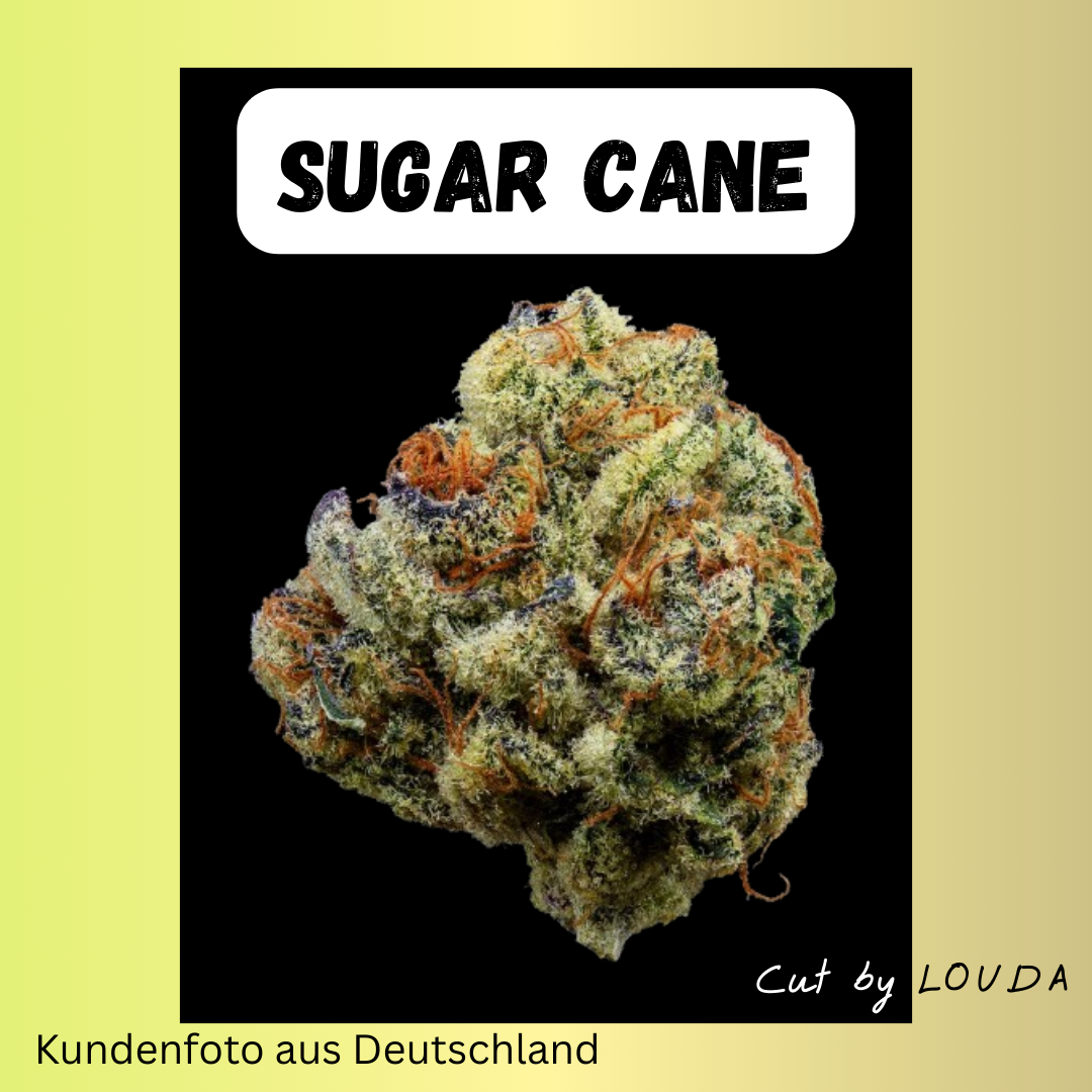 Sugar Cane (LOUDA CUT) - Hanfsteckling