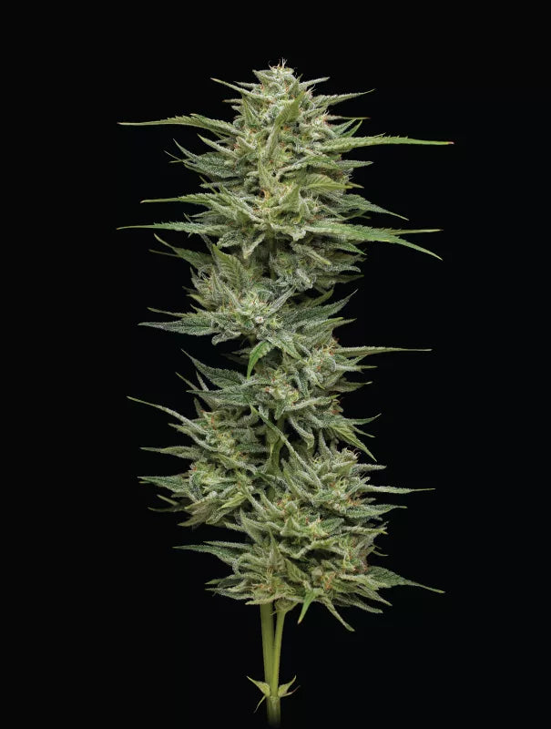 Hella Jelly - 5 fem Seeds - Humboldt Seed Company