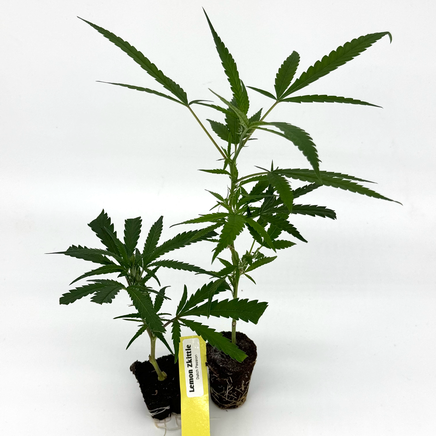 Lemon Zkittle - Hanfsteckling