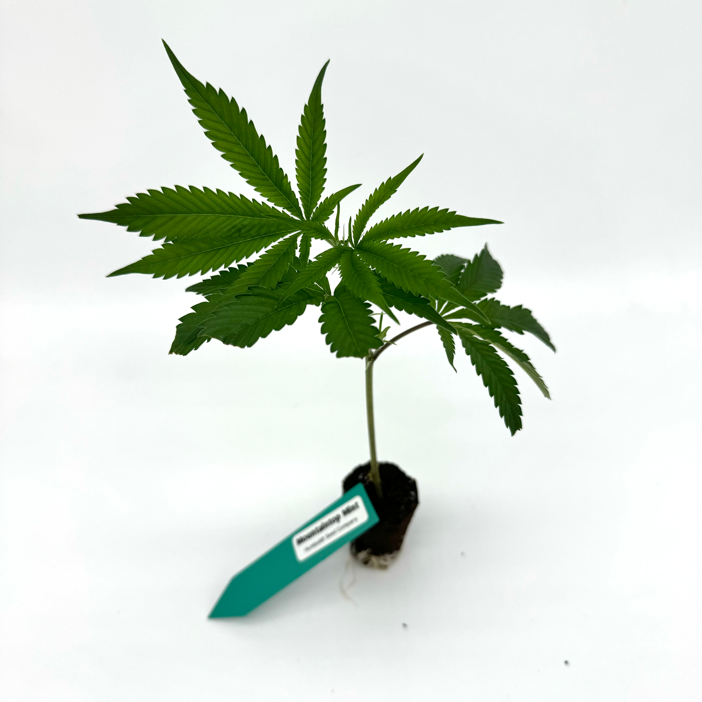 Mountaintop Mint #1 - Hanfsteckling