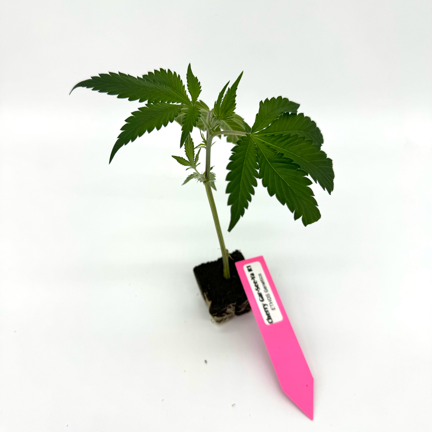 Cherry Gar-See-Ya R1 - Hanfsteckling