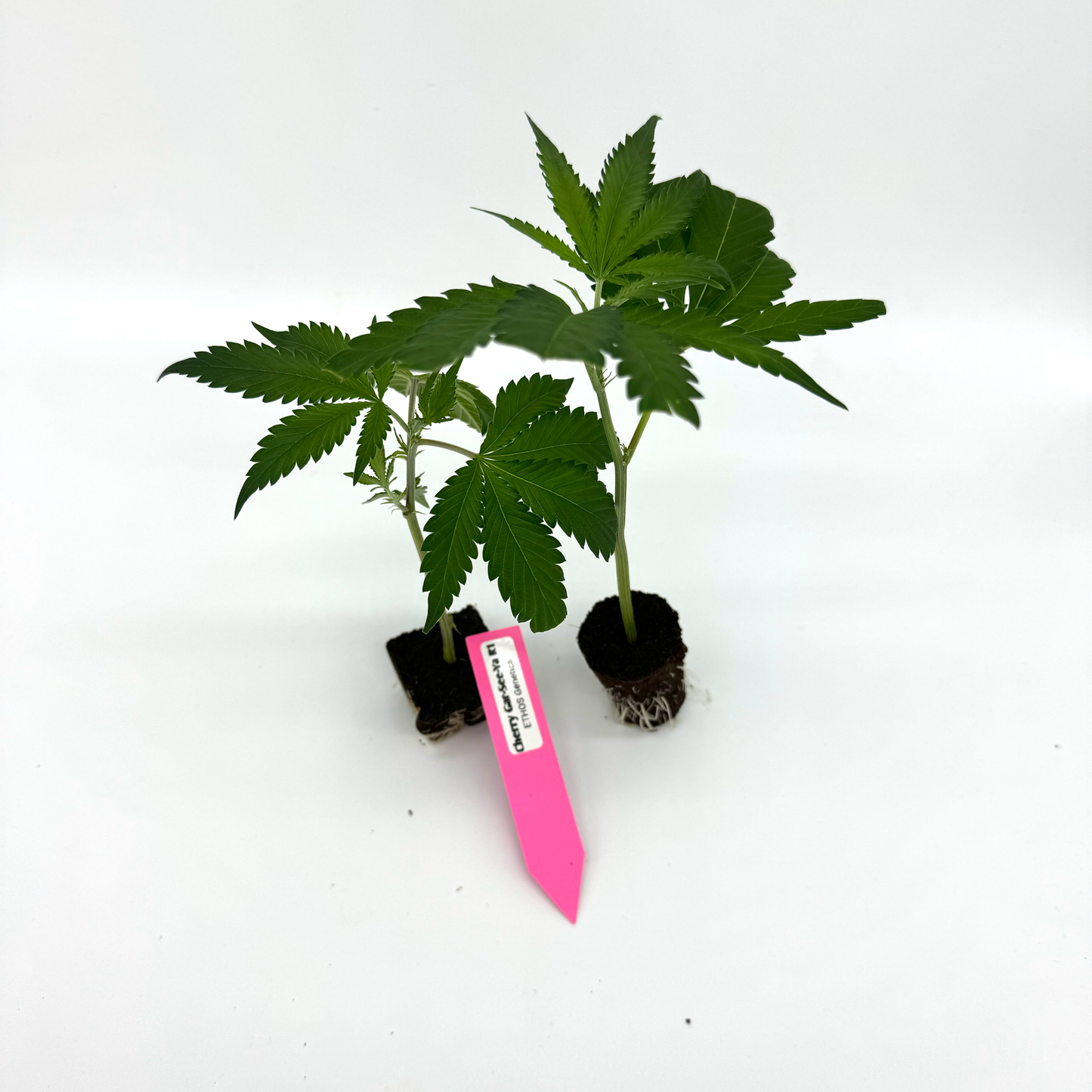 Cherry Gar-See-Ya R1 - Hanfsteckling