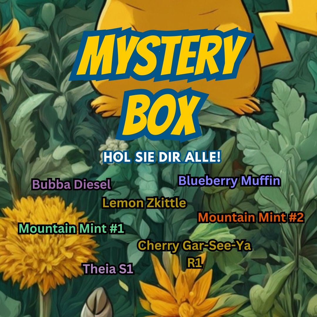 Mystery Box - Wahl des Hauses