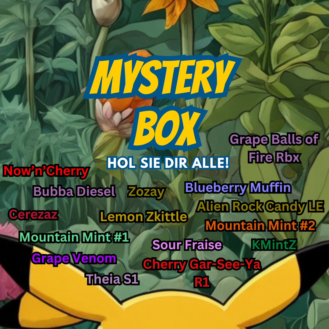 Mystery Box - Wahl des Hauses