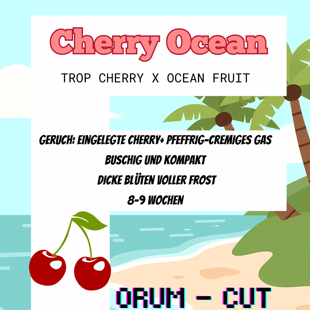 Cherry Ocean - Hanfsteckling