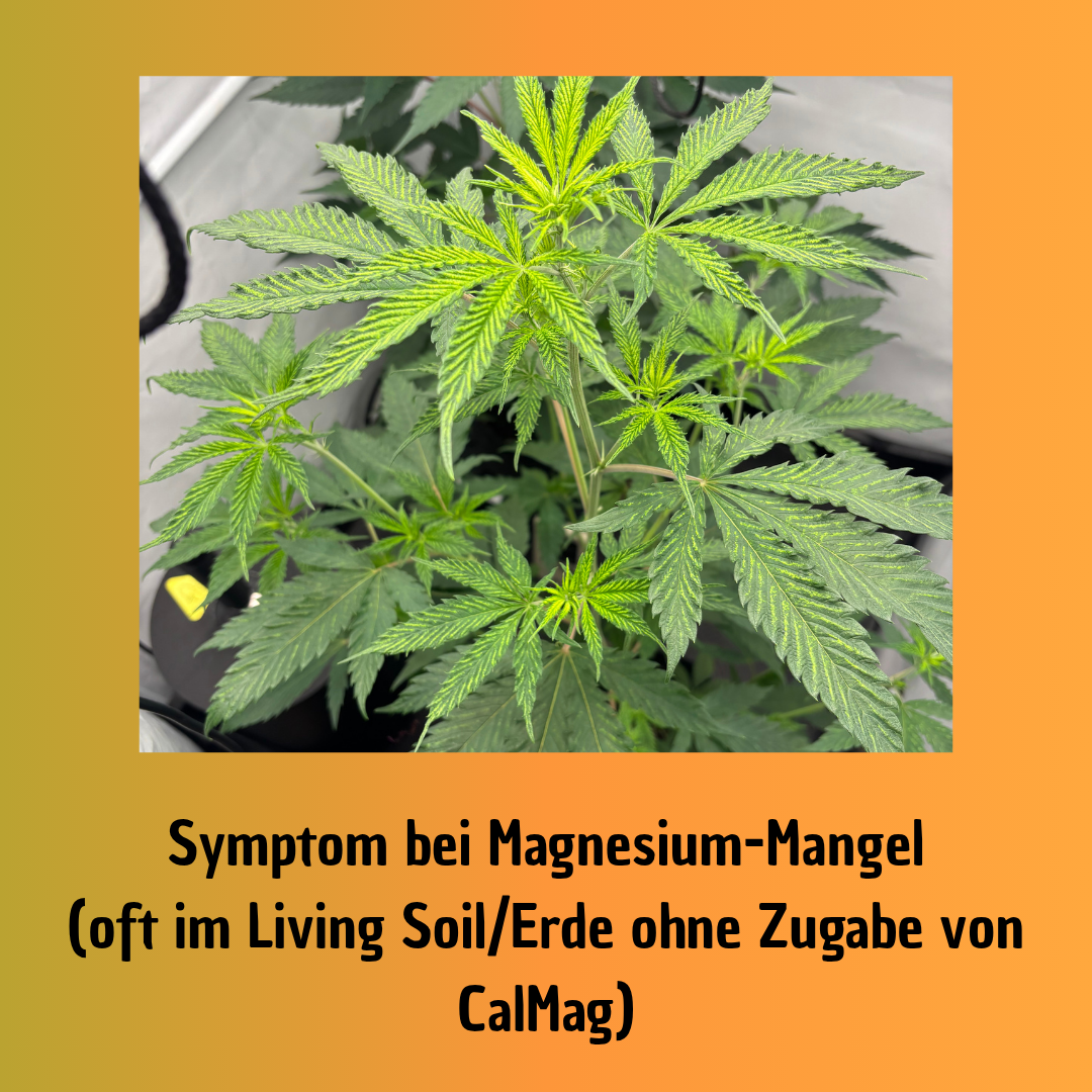 Champaya #3 a.k.a. "Papaya" - Hanfsteckling