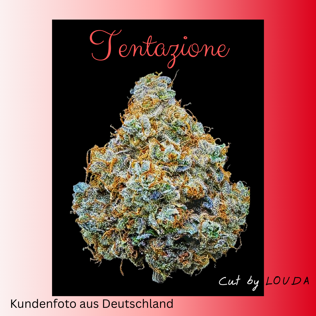 Tentazione 082 (LOUDA CUT) - Hanfsteckling