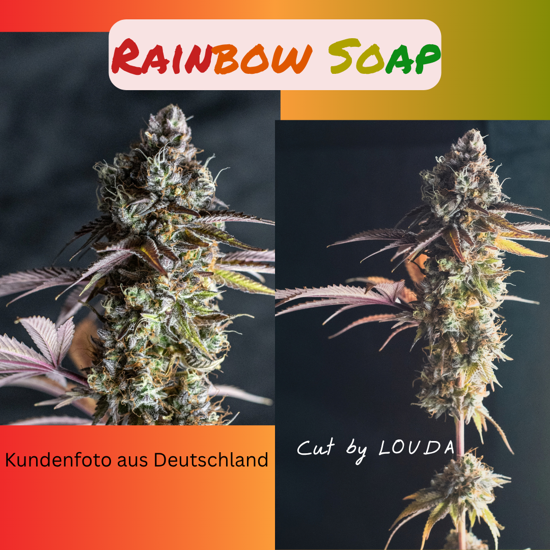 Rainbow Soap (LOUDA CUT) - Hanfsteckling