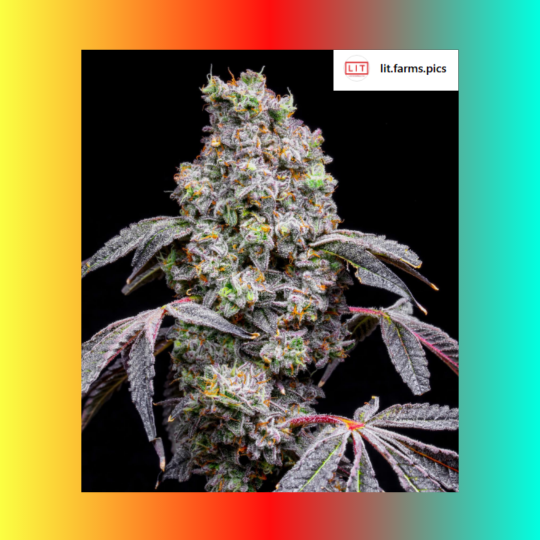 Lemon Cherry Mintz (LOUDA CUT) - Hanfsteckling