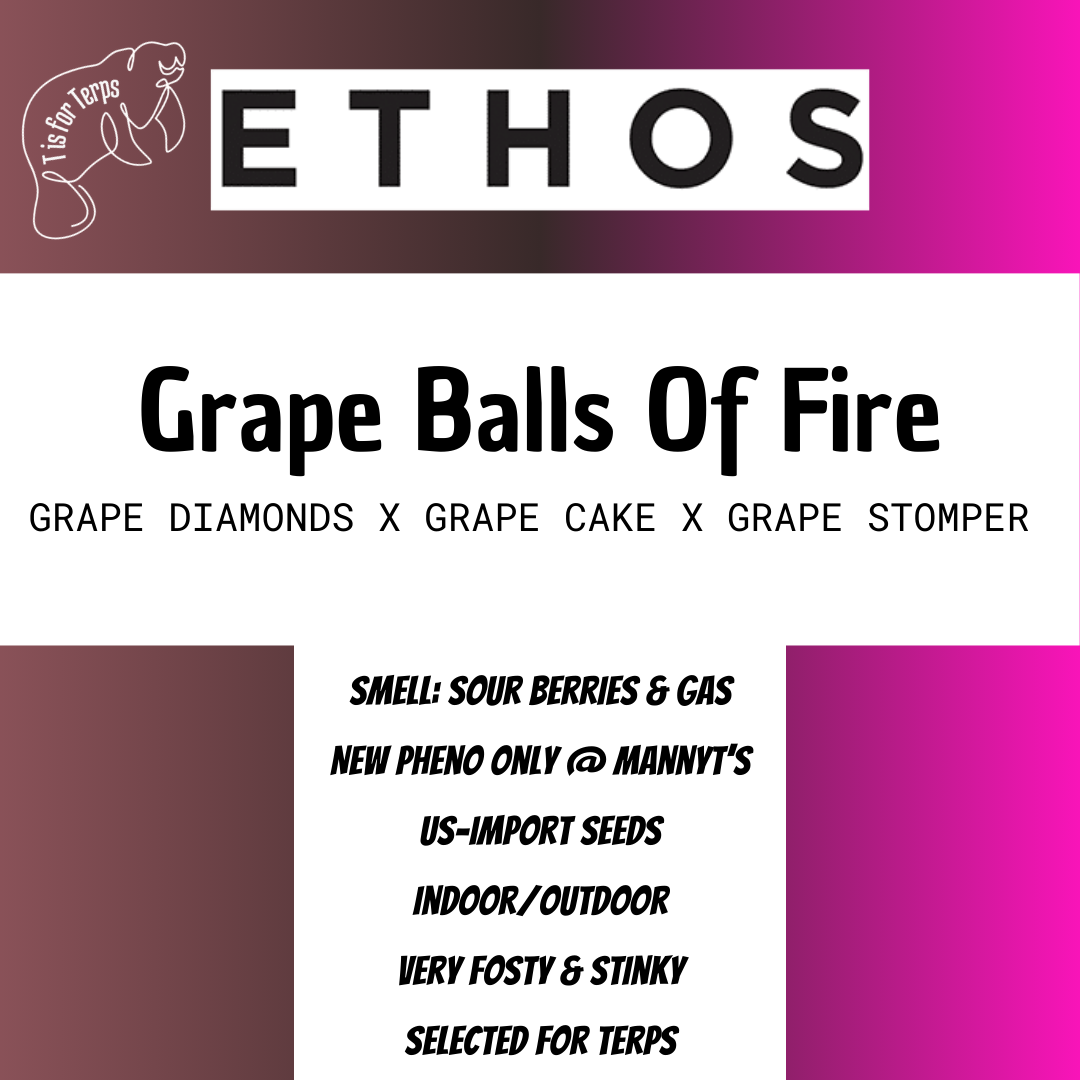 Grape Balls Of Fire RBX - Hanfsteckling