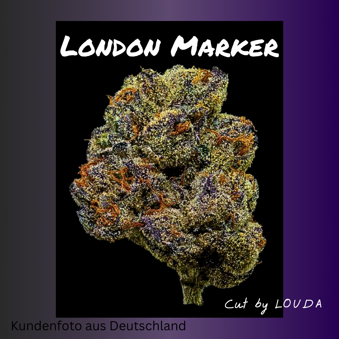 London Marker (LOUDA CUT) - Hanfsteckling