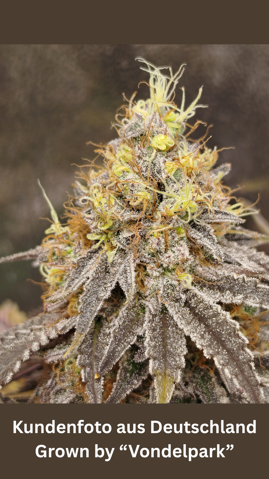 Grape Venom - Hanfsteckling