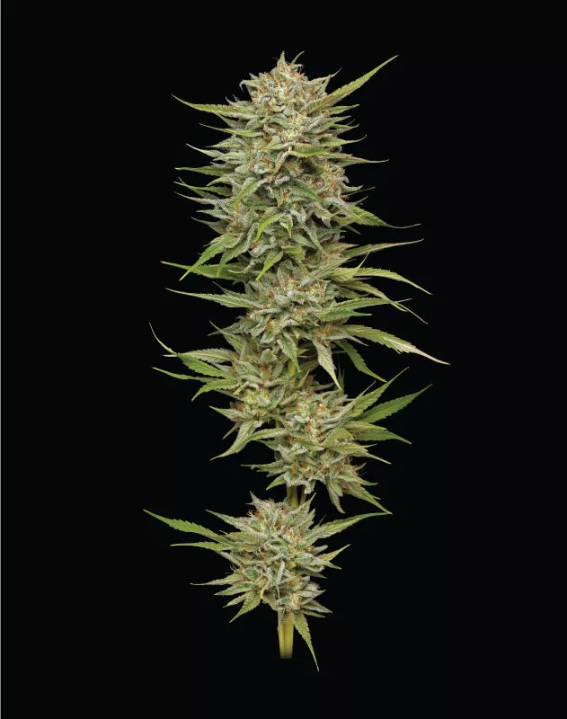 AUTO - OG Kush Automatic- 3 fem Seeds - Humboldt Seed Company