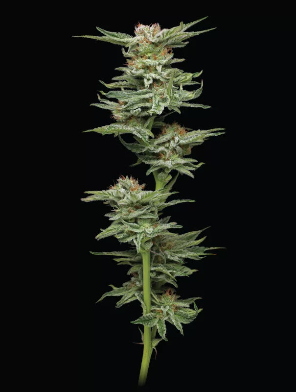 Blueberry Muffin - 3 fem Seeds - Humboldt Seed Company