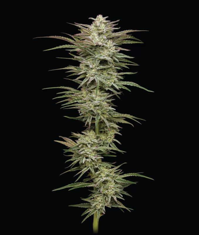 AUTO - Jelly Donutz Automatic- 3 fem Seeds - Humboldt Seed Company
