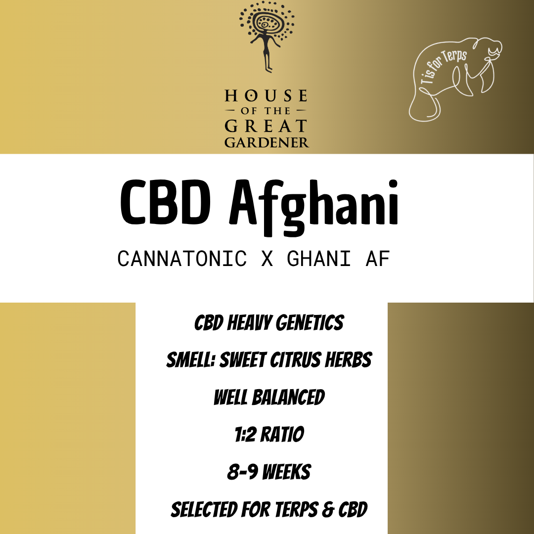 CBD Afghani - Hanfsteckling (Burger Cut)