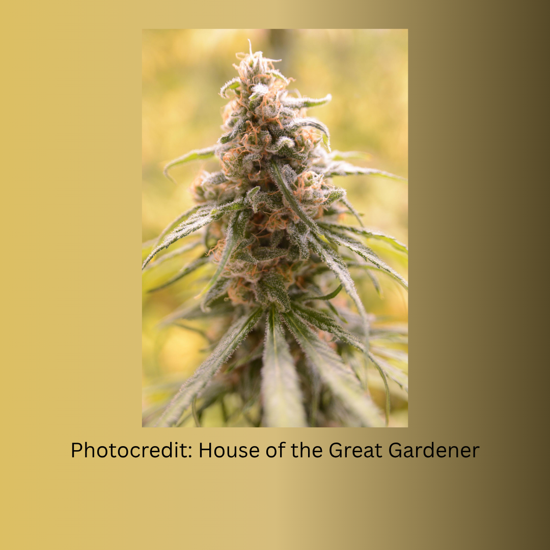 CBD Afghani - Hanfsteckling (Burger Cut)