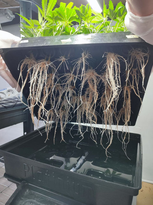 Aeroclone (DWC) - Hanfsteckling