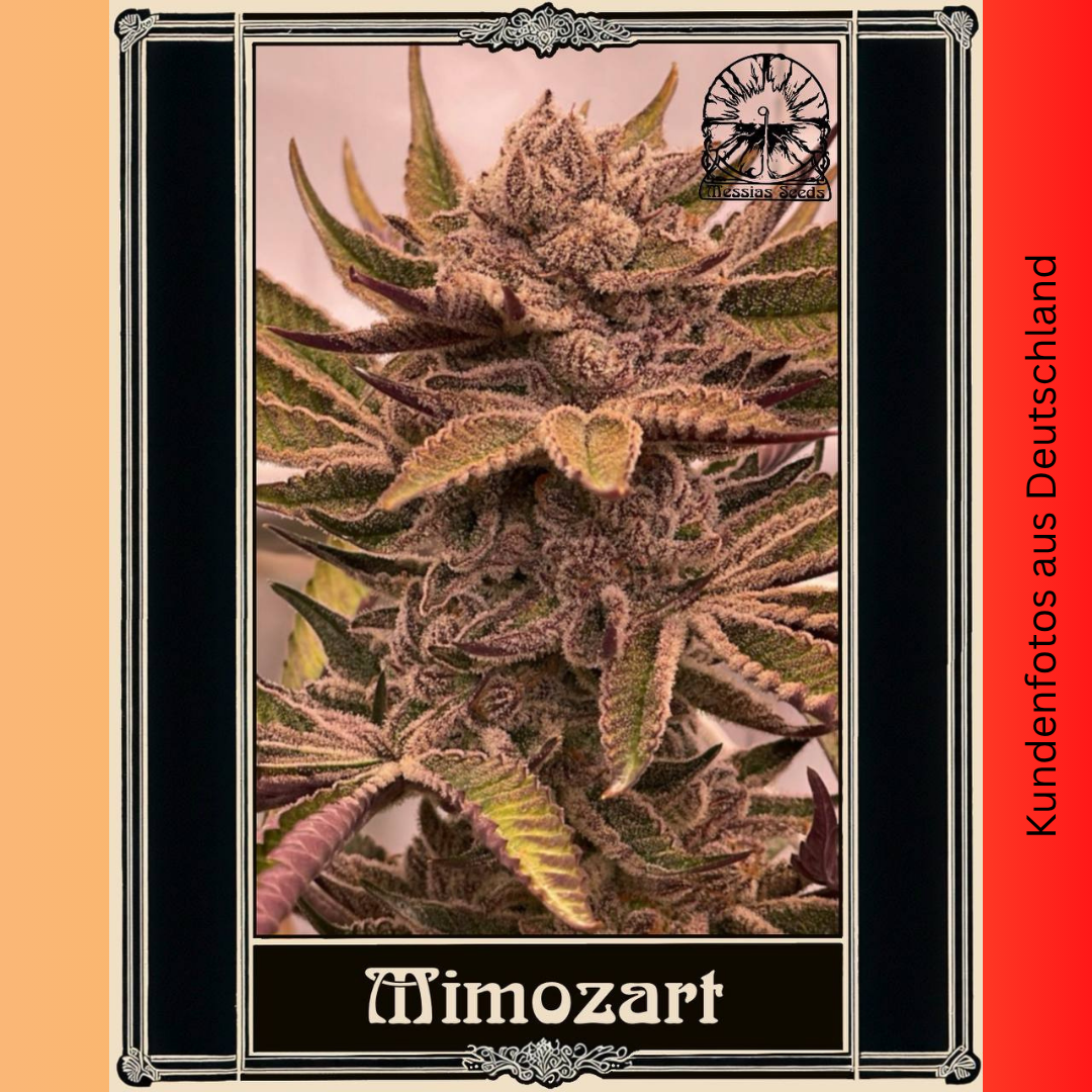 Mimozart - Hanfsteckling