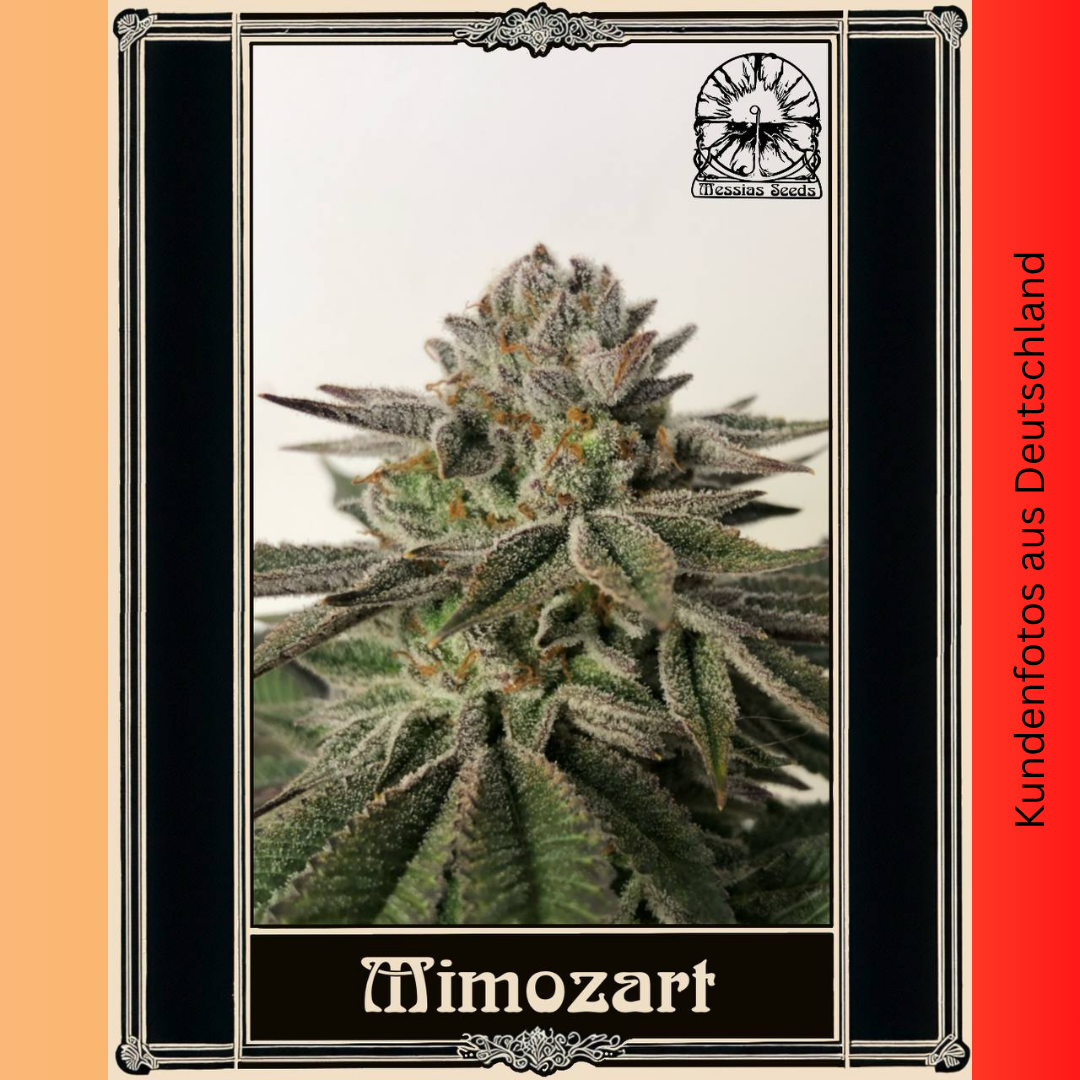 Mimozart - Hanfsteckling