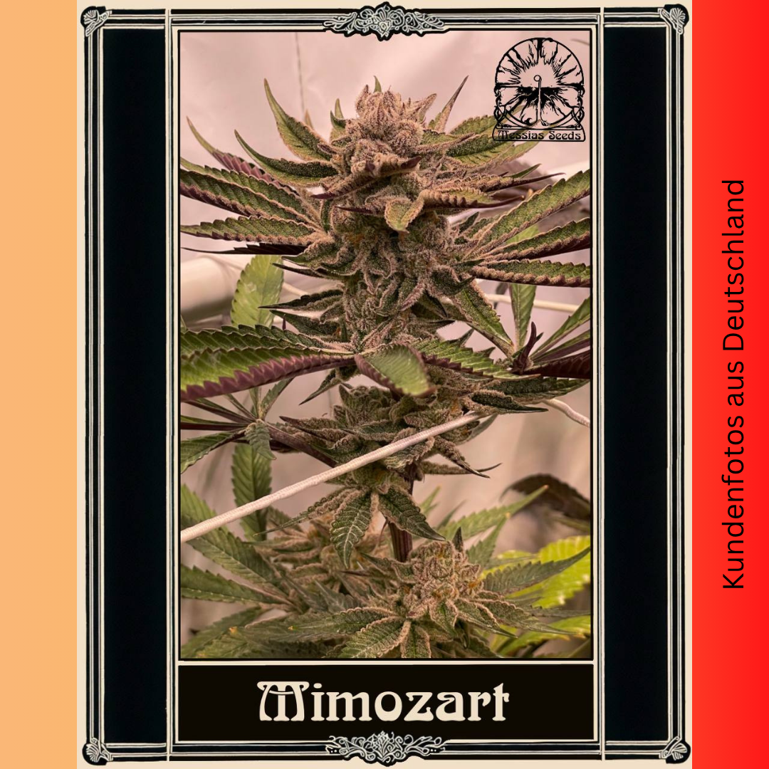 Mimozart - Hanfsteckling