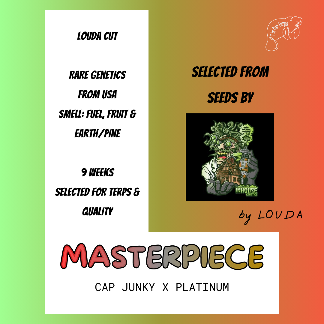 Masterpiece (LOUDA CUT) - Hanfsteckling