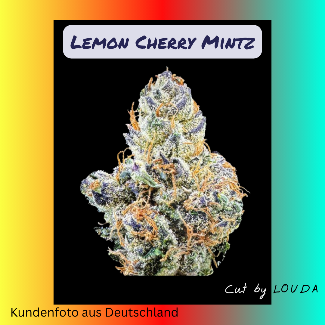 Lemon Cherry Mintz (LOUDA CUT) - Hanfsteckling