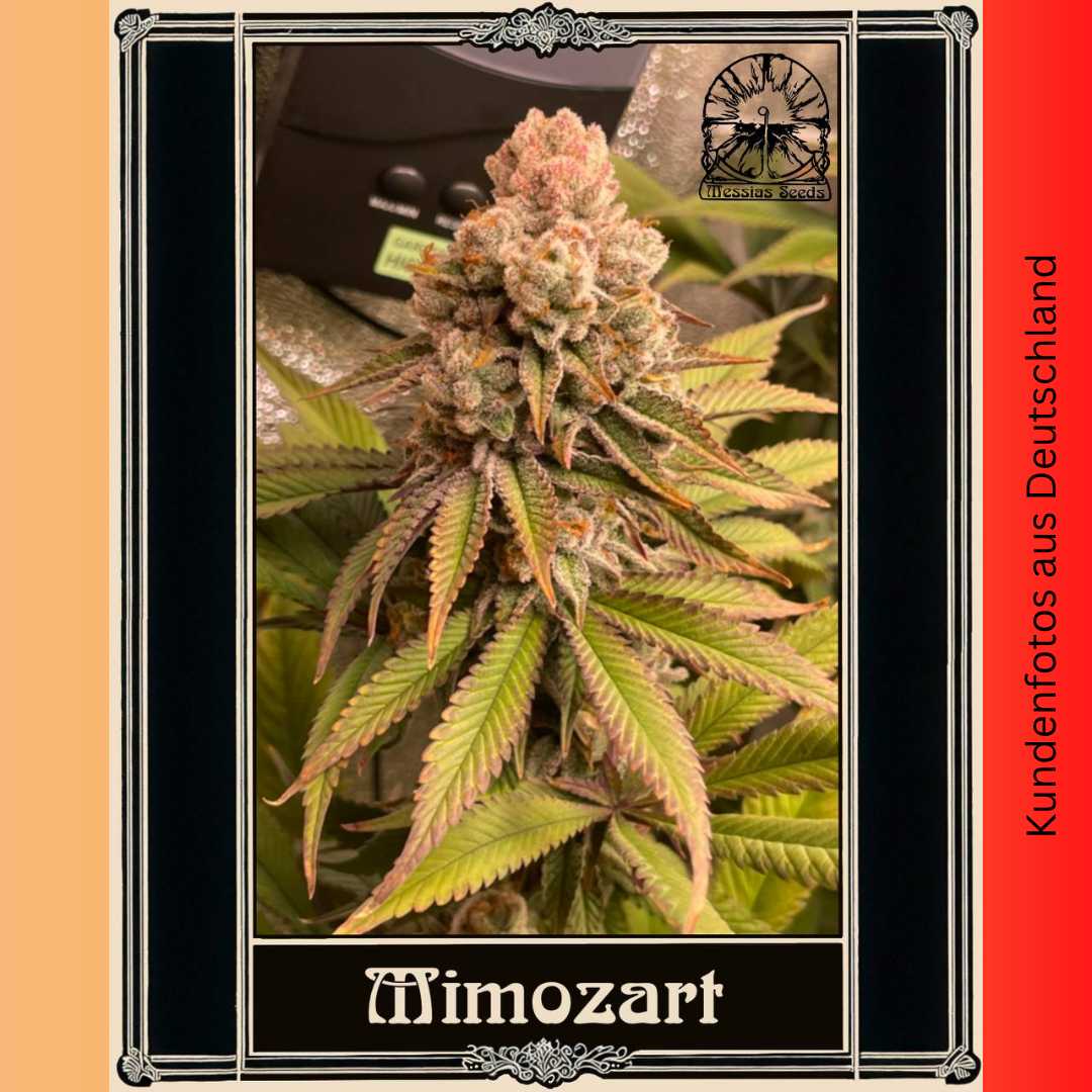 Mimozart - Hanfsteckling