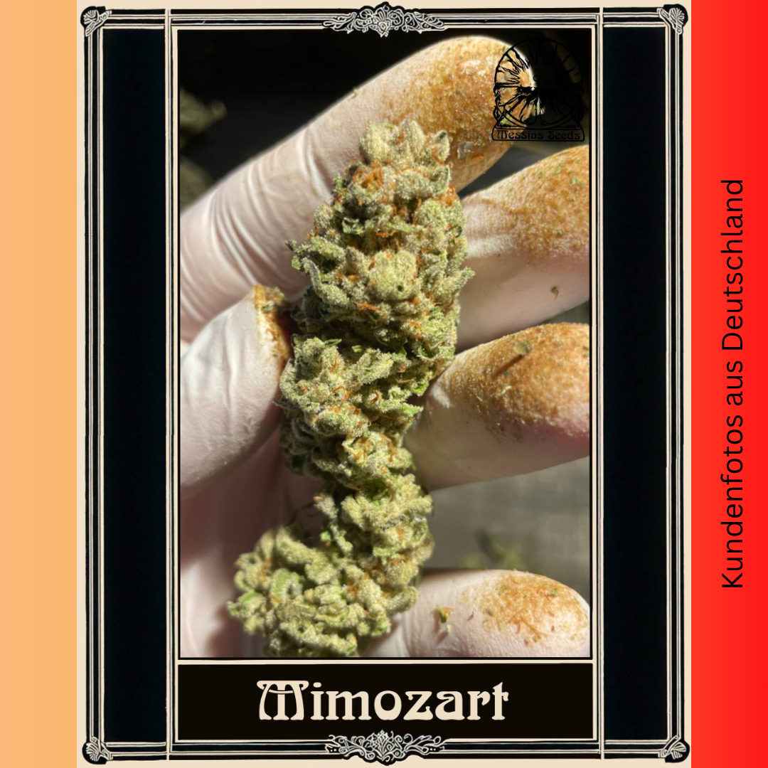 Mimozart - Hanfsteckling