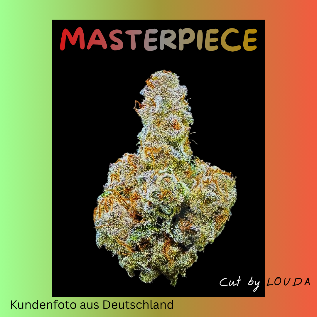 Masterpiece (LOUDA CUT) - Hanfsteckling