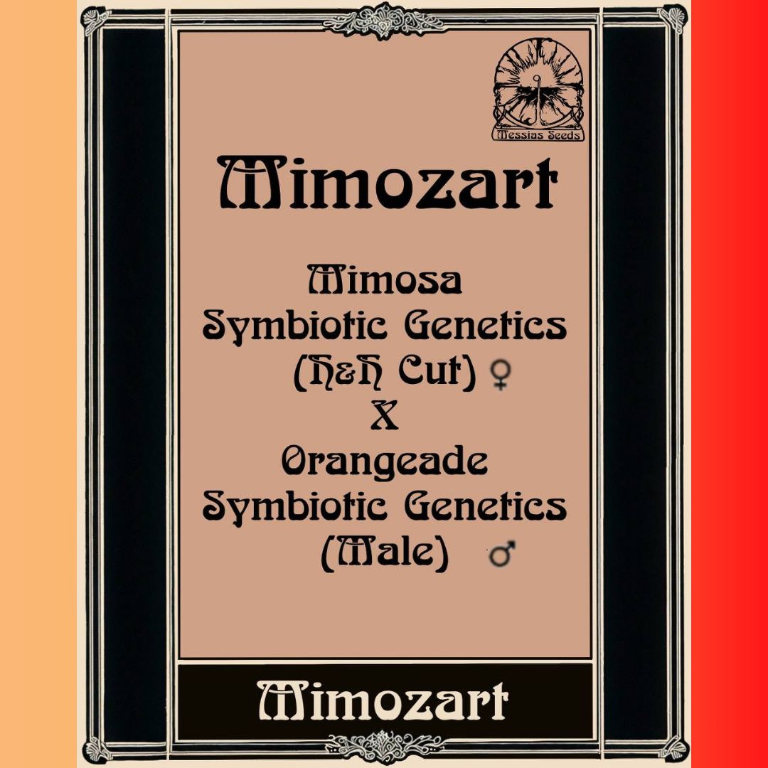 Mimozart - Hanfsteckling