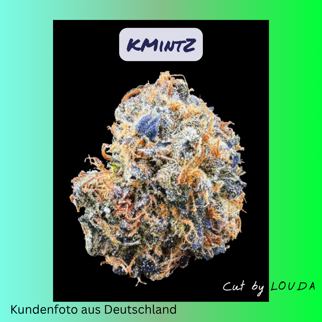 K-MintZ (LOUDA CUT) - Hanfsteckling