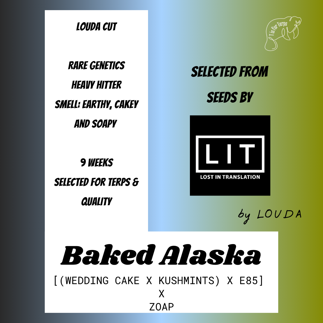 Baked Alaska (LOUDA CUT) - Hanfsteckling