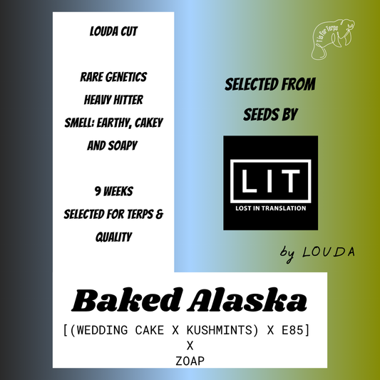 Baked Alaska (LOUDA CUT) - Hanfsteckling