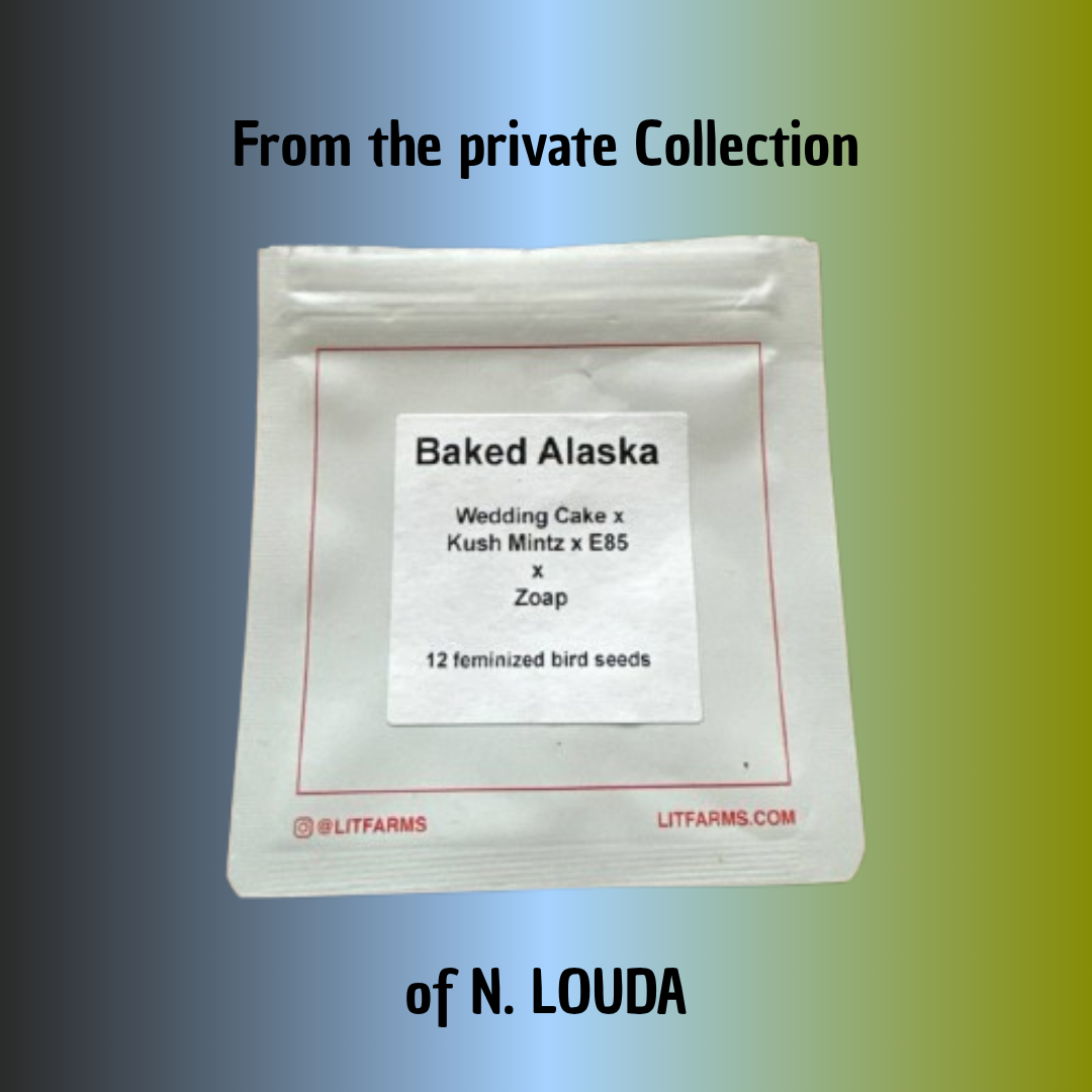 Baked Alaska (LOUDA CUT) - Hanfsteckling