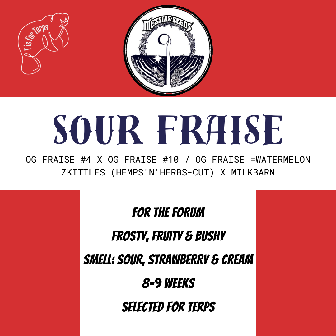 Sour Fraise - Hanfsteckling