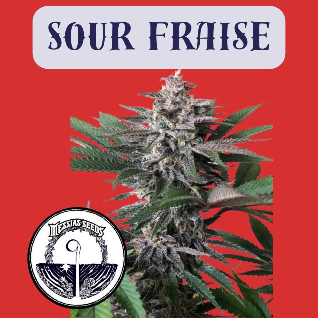 Sour Fraise - Hanfsteckling