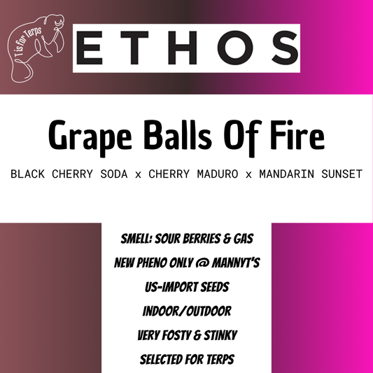 Grape Balls Of Fire RBX - Hanfsteckling