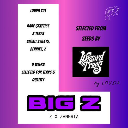 BIG Z (LOUDA CUT) - Hanfsteckling