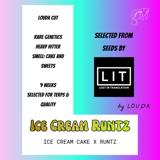 Ice Cream Runtz (LOUDA CUT) - Hanfsteckling
