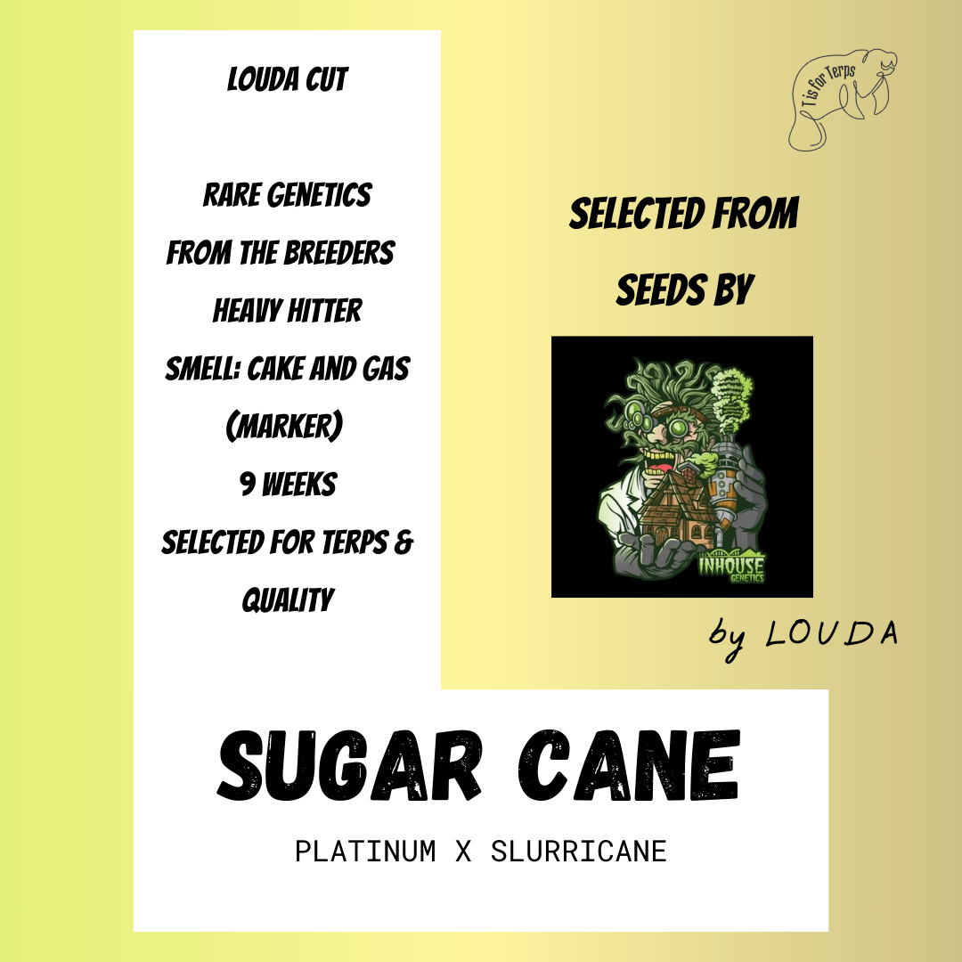 Sugar Cane (LOUDA CUT) - Hanfsteckling