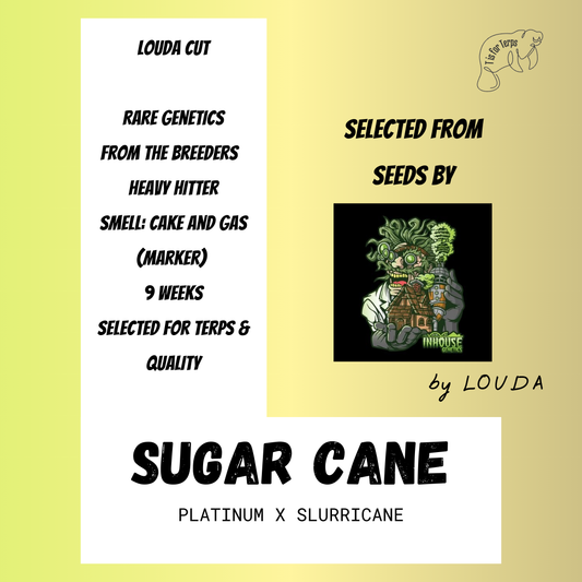 Sugar Cane (LOUDA CUT) - Hanfsteckling