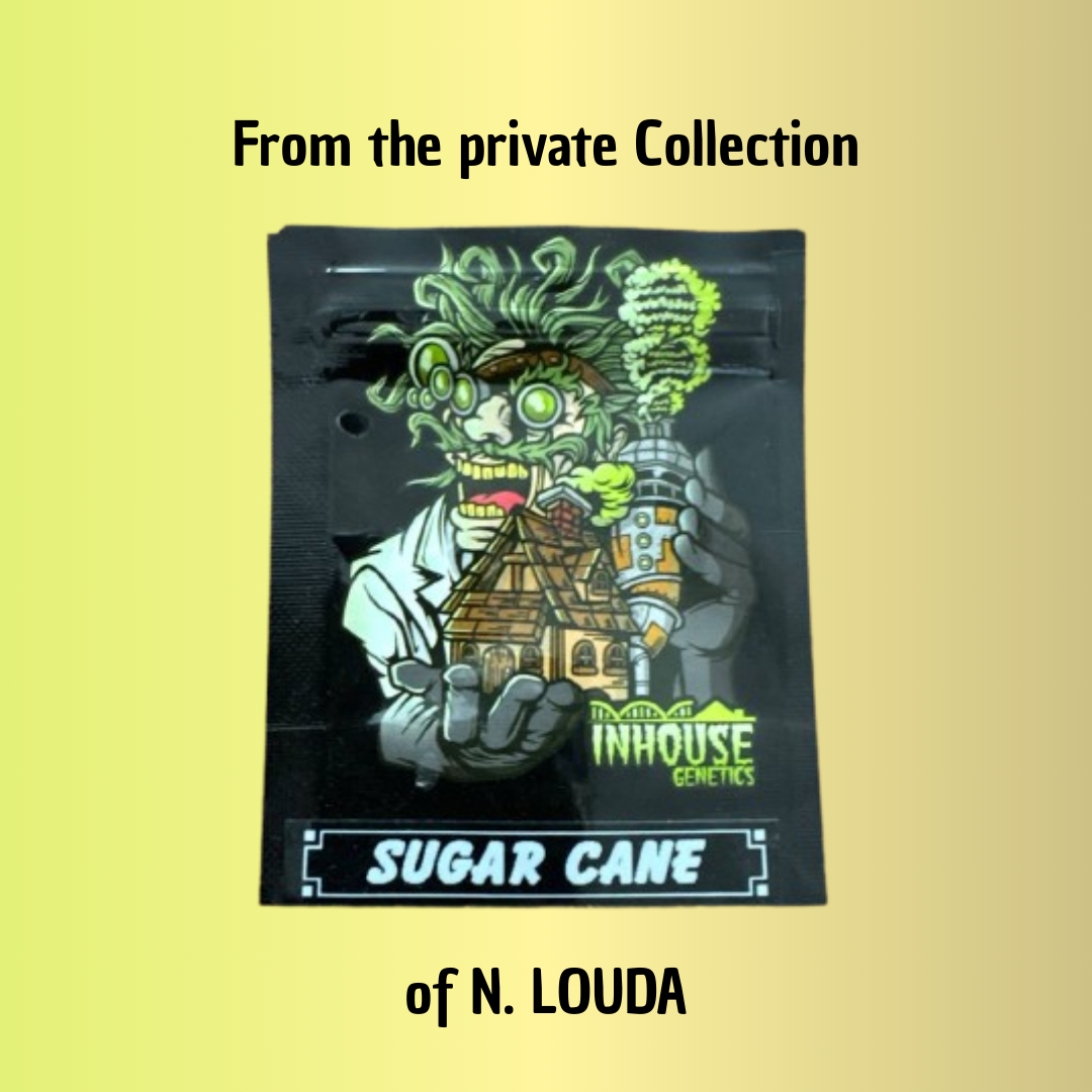 Sugar Cane (LOUDA CUT) - Hanfsteckling